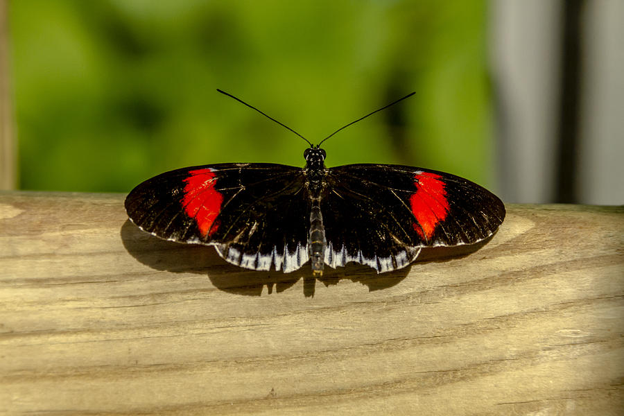 Postman Black and Red Butterfly Photograph by Teri Virbickis