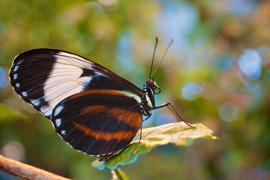 postman butterfly pictures postman butterfly pictures