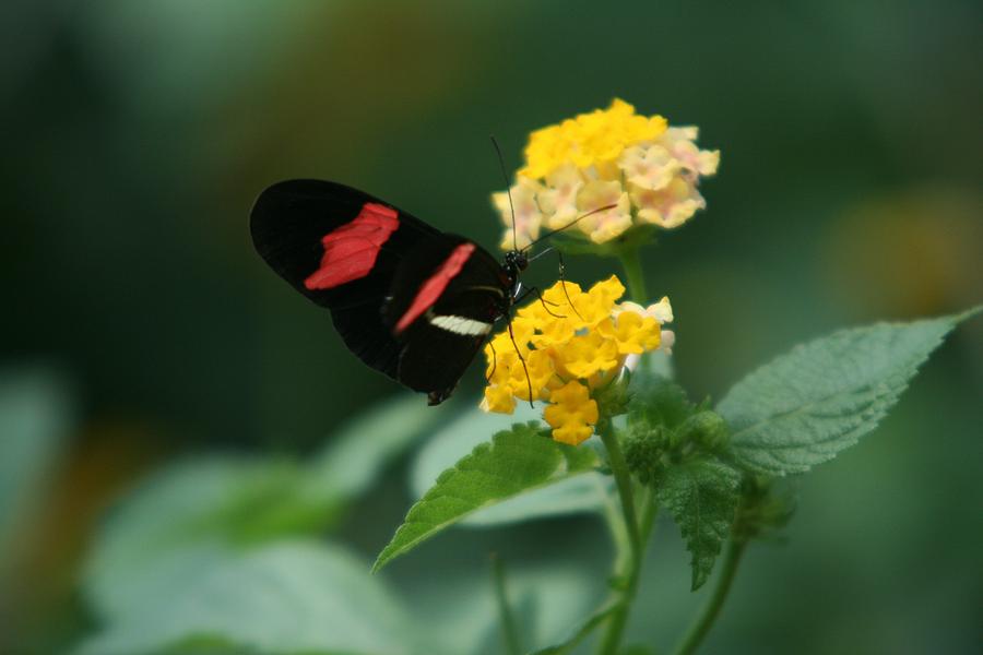 Postman Butterfly Photograph by John Dart