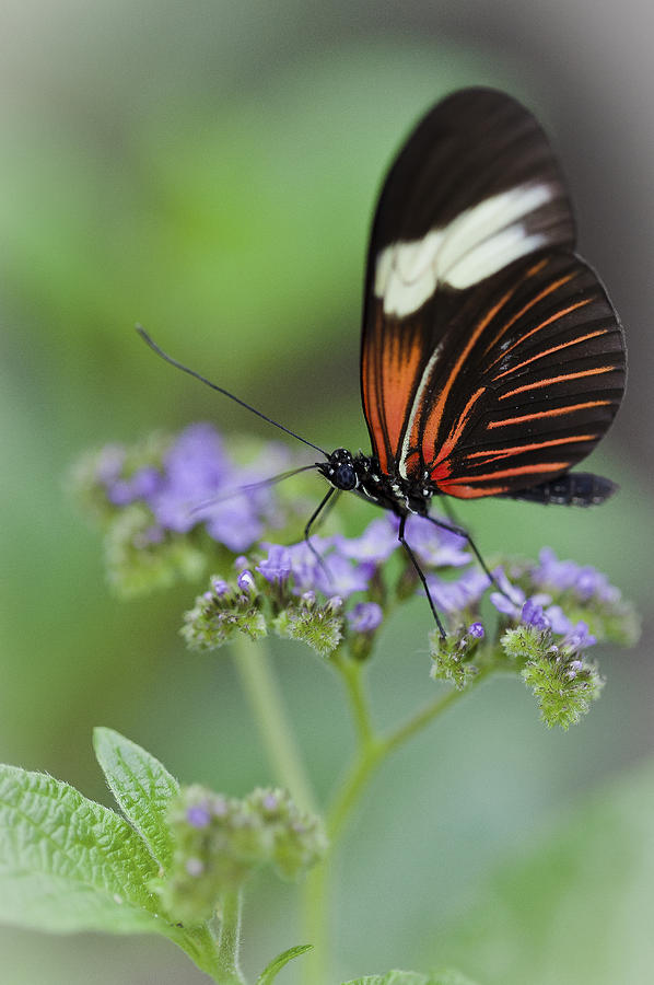 Postman Butterfly Photograph by Maj Seda