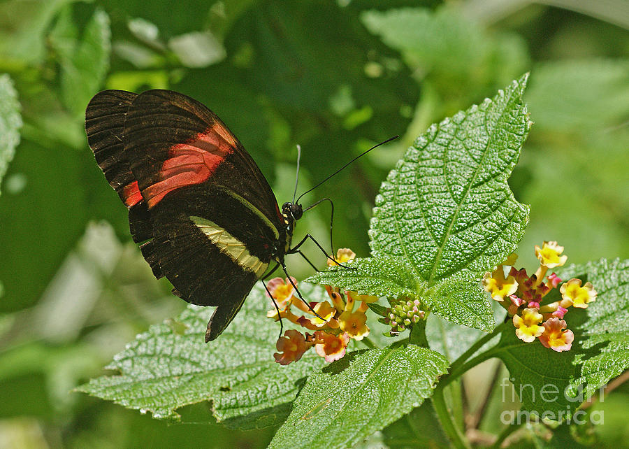 Postman Butterfly 1 Photograph by Rudi Prott