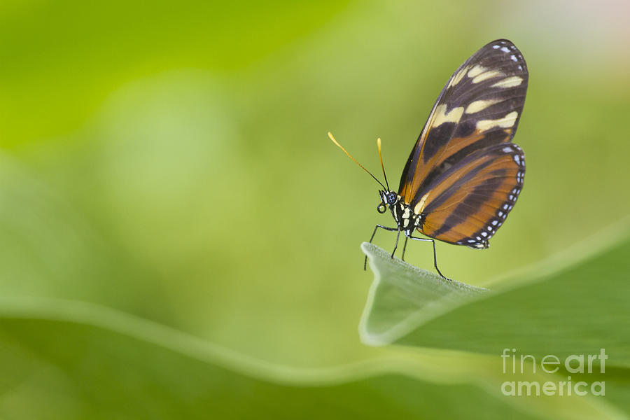 Butterfly Photograph - Postman on a Leaf by Bryan Keil