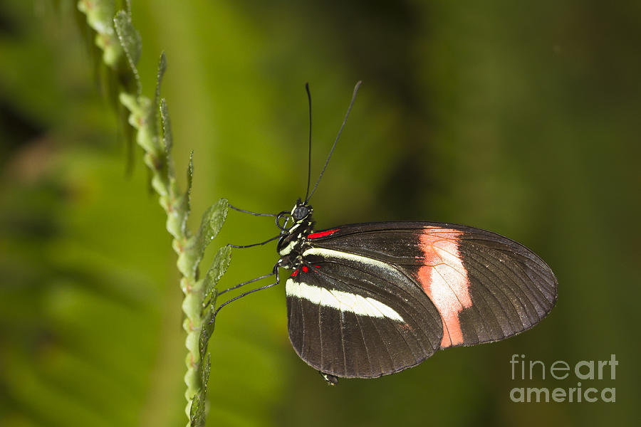 Butterfly Photograph - Postman on Fern by Bryan Keil