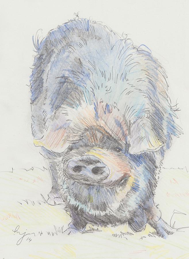 Pot Bellied Pig Drawing by Mike Jory