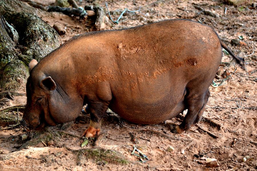 Pot Bellied Pig Photograph by Tara Potts