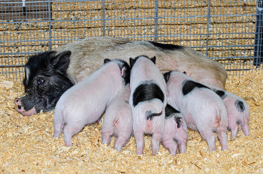 Pot-bellied Pigs. Mother Nursing Babies Photograph by Millard H. Sharp ...