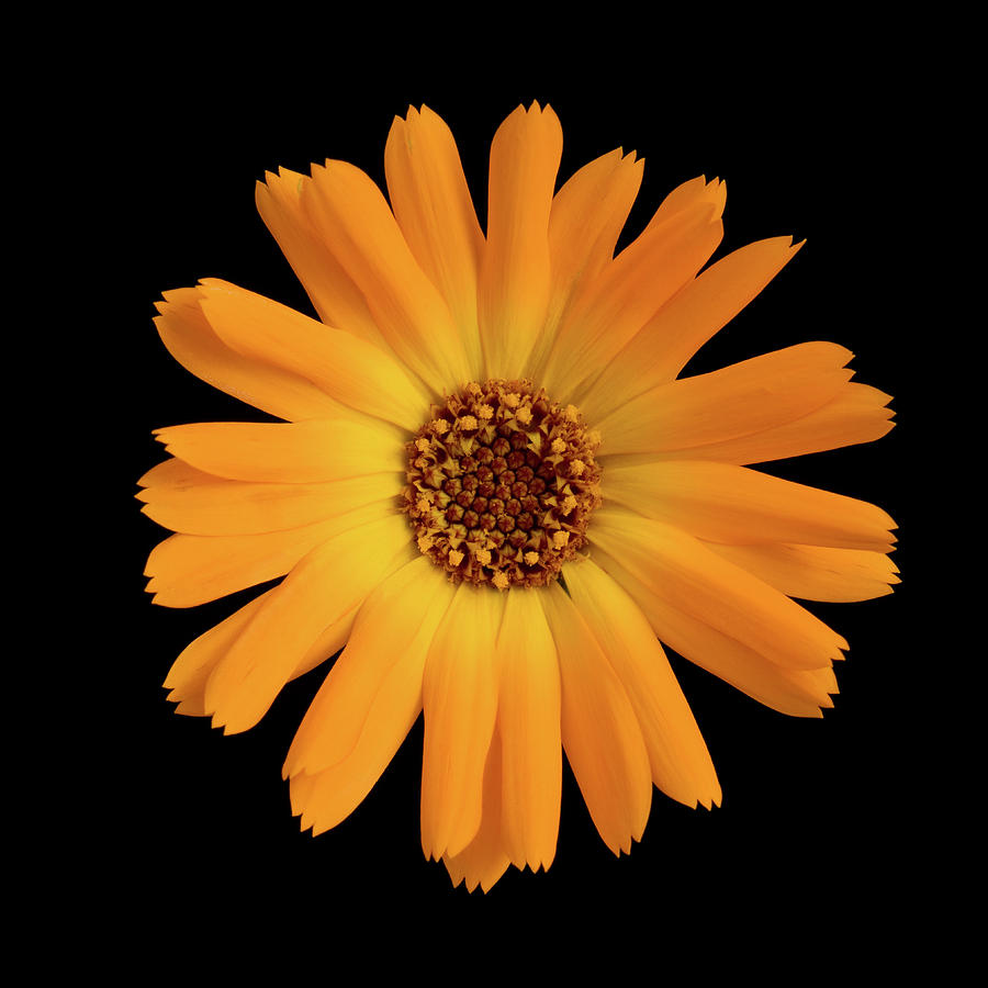 Nature Photograph - Pot Marigold (calendula Sp.) by Paul Whitehill/science Photo Library