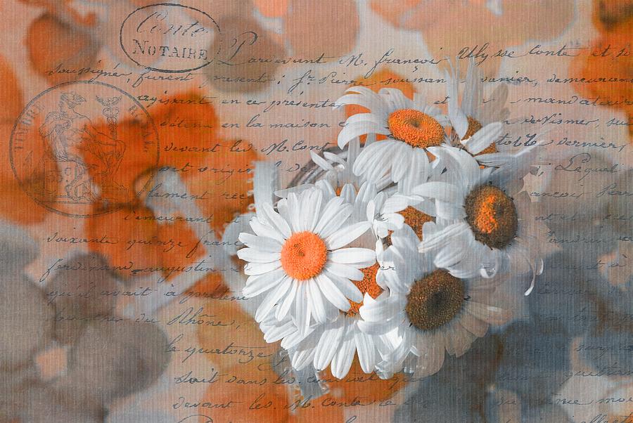 Orange Photograph - Pot of Daisies 02 - s3r-rngt1d by Variance Collections