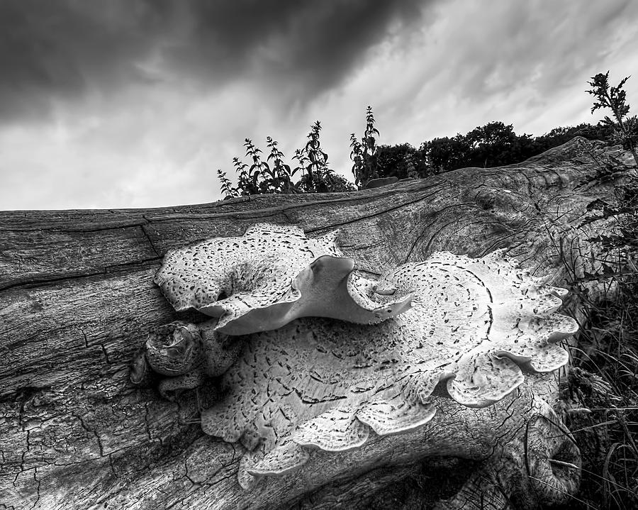Tree Photograph - Pot Of Gold - Glowing Fungi BW by Gill Billington