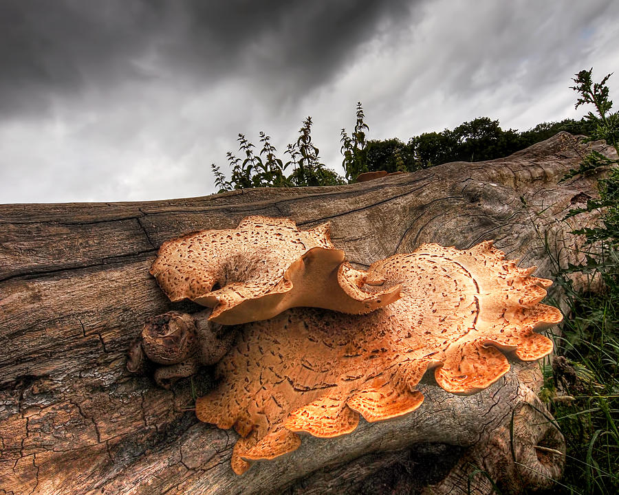 Pot Of Gold - Glowing Fungi Photograph by Gill Billington