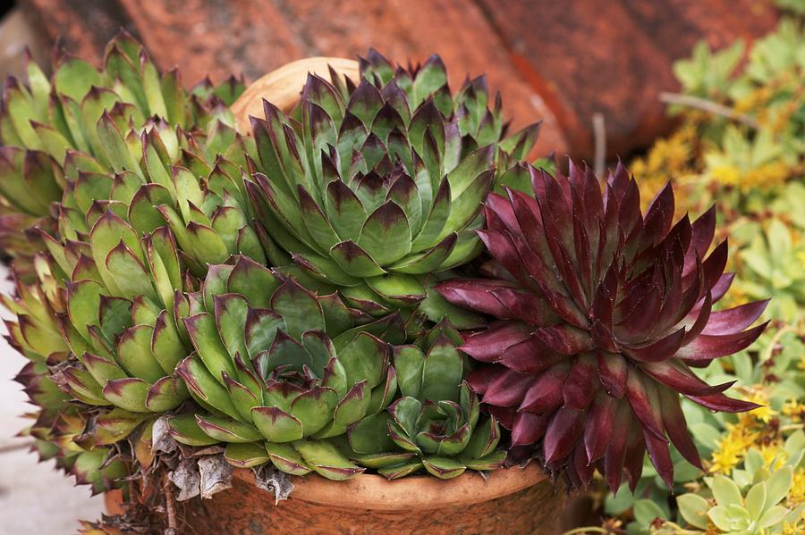 Pot Of Succulents Photograph by Brian Gadsby/science Photo Library