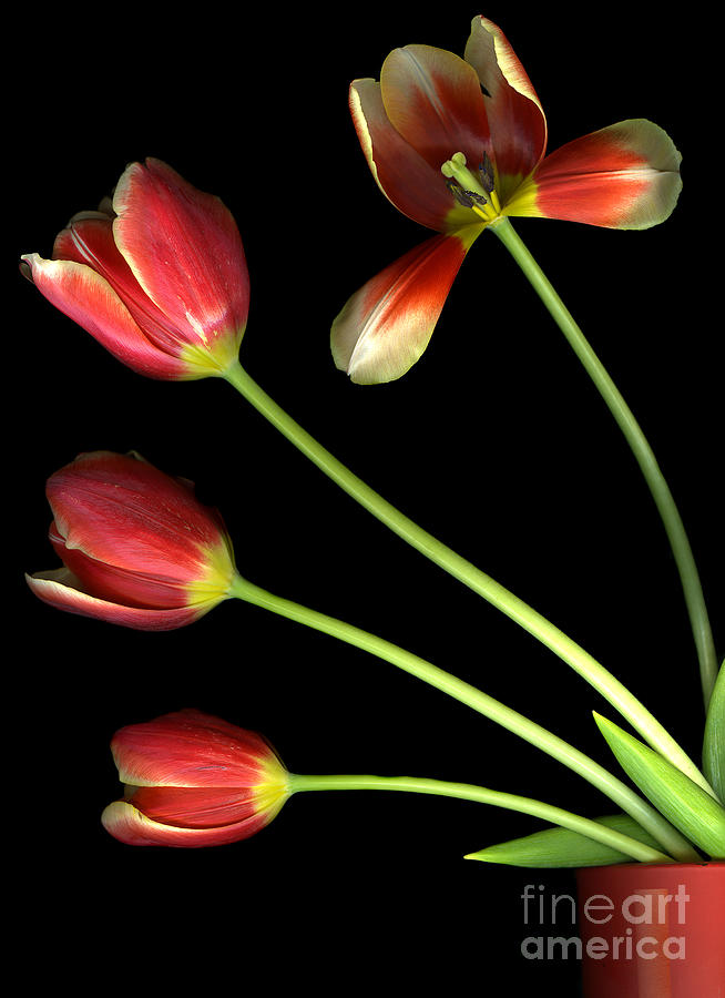 Pot of Tulips Photograph by Christian Slanec