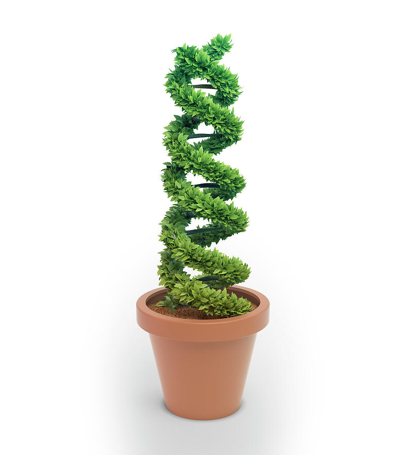 Nature Photograph - Pot Plant In Shape Of Dna by Andrzej Wojcicki