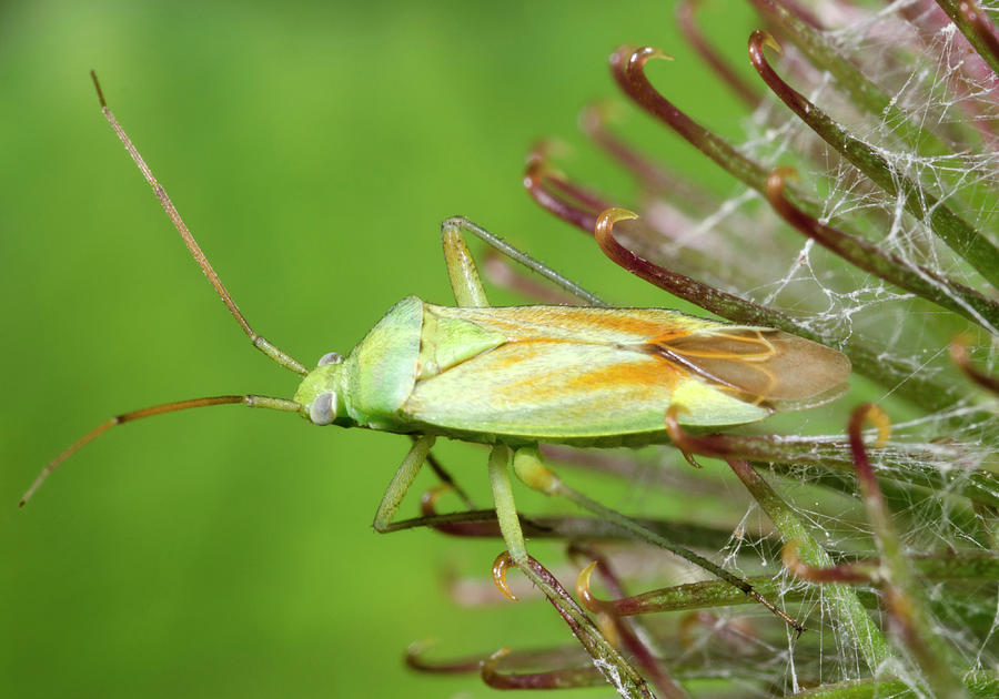 Potato Capsid Bug Photograph by Nigel Downer - Pixels