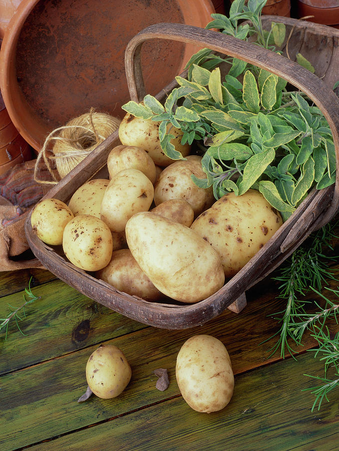 Potato estima Photograph by Geoff Kidd/science Photo Library