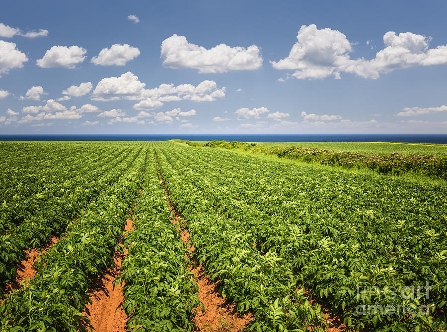 Potato Field In Prince Edward Island Photograph by Elena Elisseeva