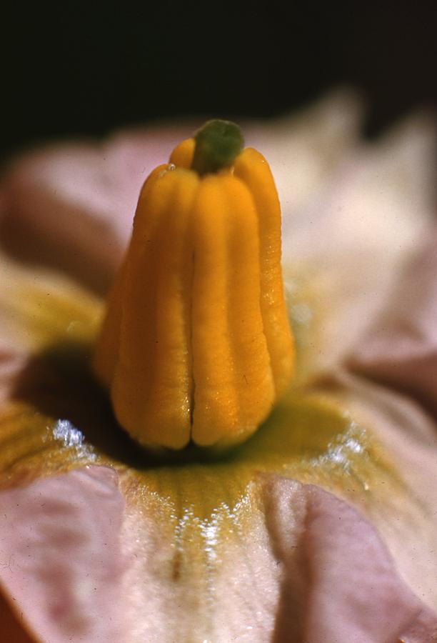 Vintage Photograph - Potato Flower by Retro Images Archive