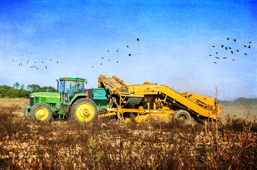 Tractor Photograph - Potato Harvest by Cathy Kovarik