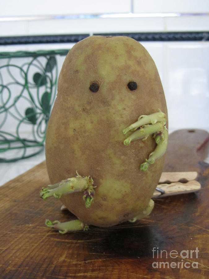 Potato Man Photograph by Samantha Geernaert