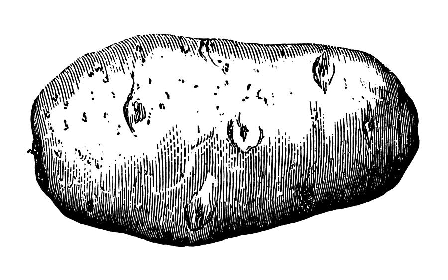 Potato Drawing by Nicoolay