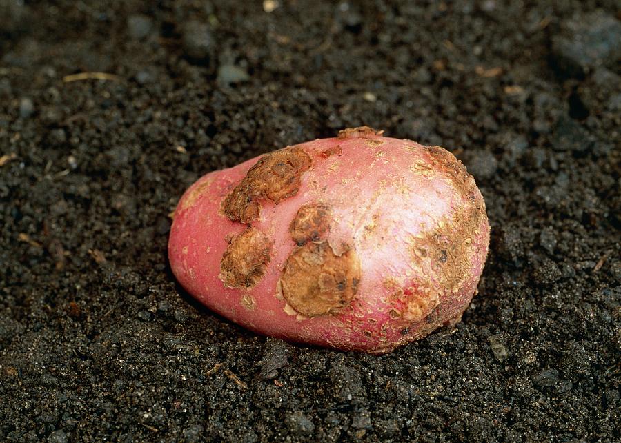 Potato Scab (streptomyces Scabies) Photograph by Tony Wood/science ...