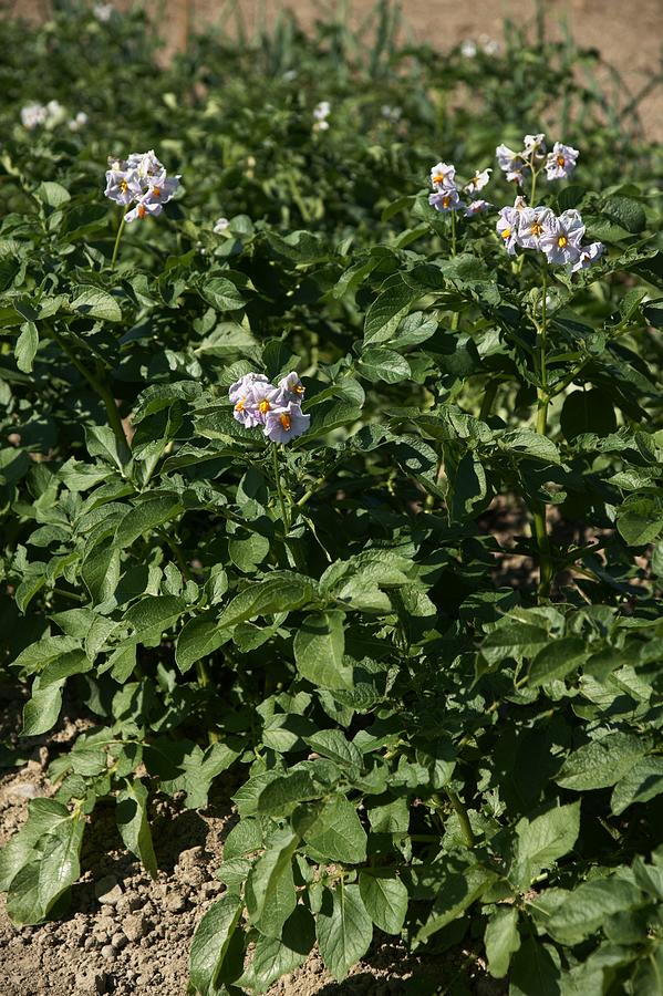 Potato (solanum Tuberosum) Photograph By Brian Gadsby/science Photo ...