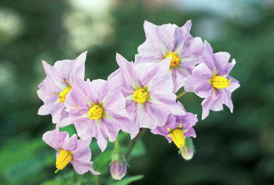 Potato (solanum Tuberosum) Flowers Photograph By Science Photo Library ...