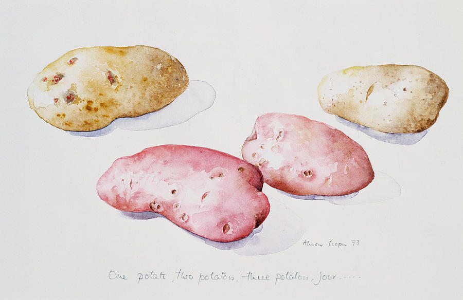 Potato Study, 1993 Wc Photograph by Alison Cooper