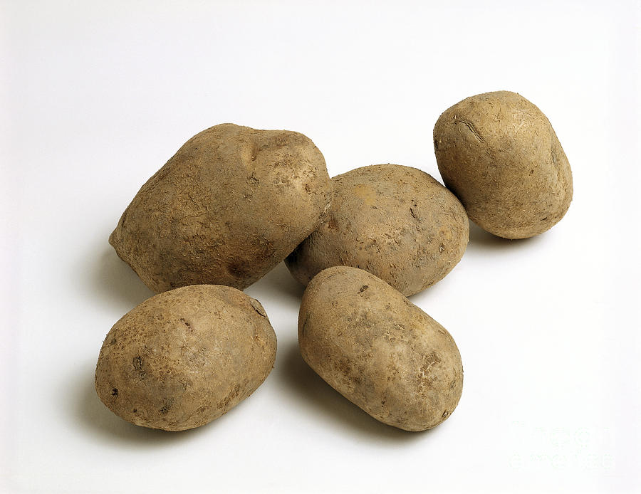 Potatoes Photograph by G. Buttner/Okapia