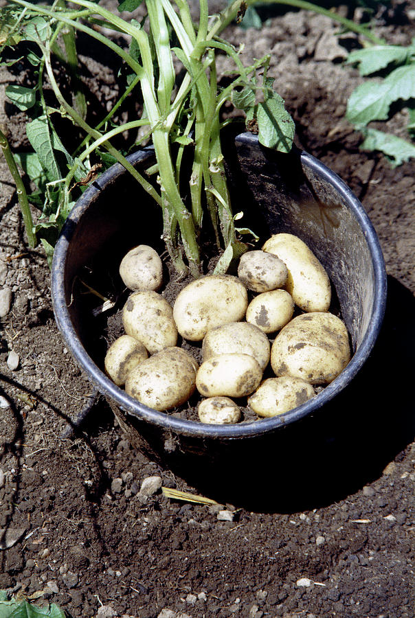 Potatoes Grown In Bucket Photograph by Anthony Sweeting/science Photo ...