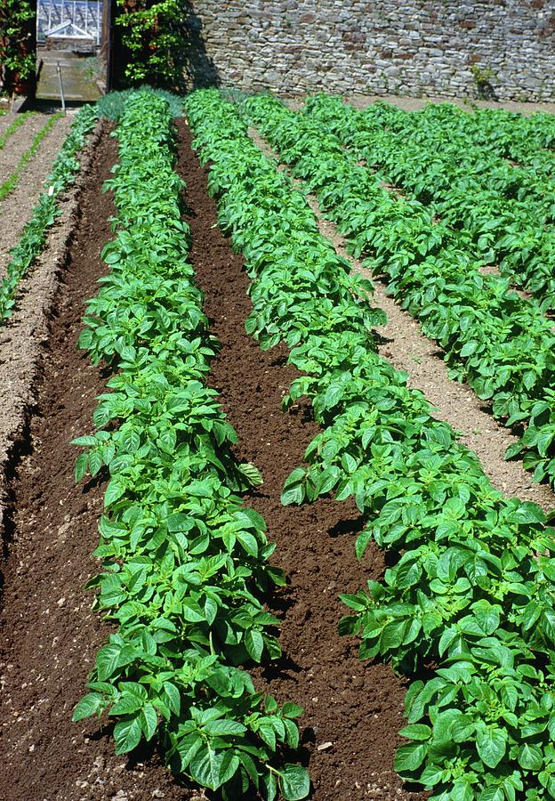 Potatoes In Growing Rows Photograph by Irene Windridge/science Photo Library