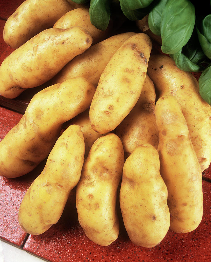 Potatoes Photograph by Ray Lacey/science Photo Library Pixels