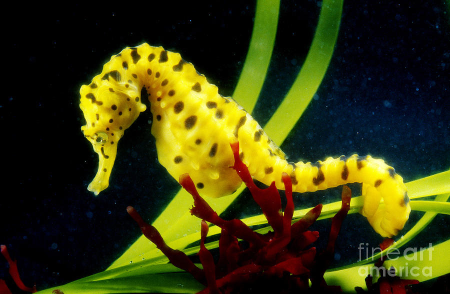 Potbellied Seahorse From Australia Photograph by Gregory G. Dimijian, M.D.
