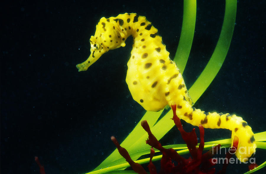 Potbellied Seahorse Photograph by Gregory G. Dimijian
