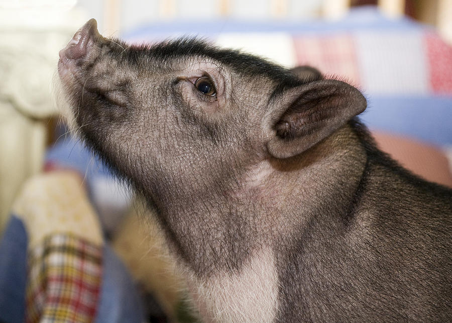 Potbelly Pig Portrait Digital Art by Susan Stone