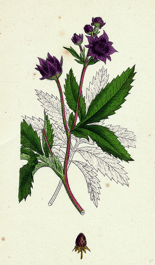 Potentilla Comarum Marsh Cinquefoil Drawing by English School - Fine ...