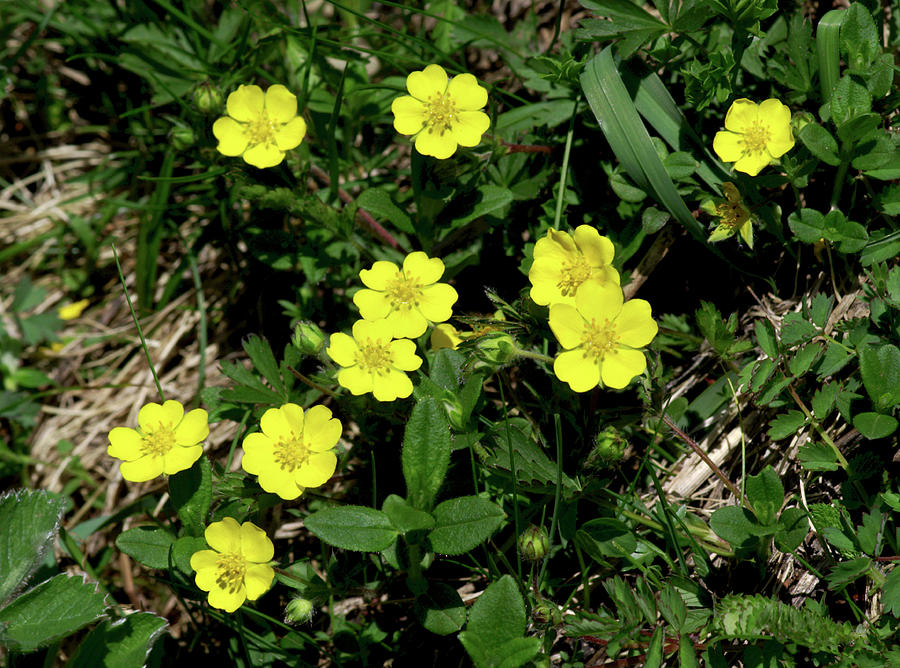 Potentilla Tabernaemontani Flowers Photograph by Brian Gadsby/science ...