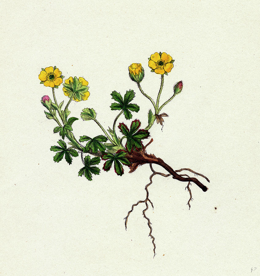 Potentilla Verna Spring Cinquefoil Drawing by English School - Fine Art ...