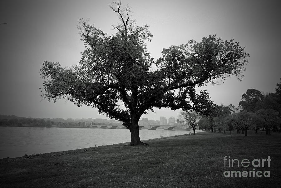 Potomac Tree Photograph
