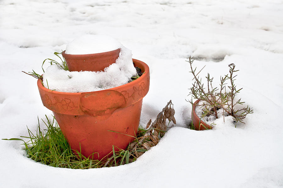 Winter Photograph - Pots in the snow by Tom Gowanlock