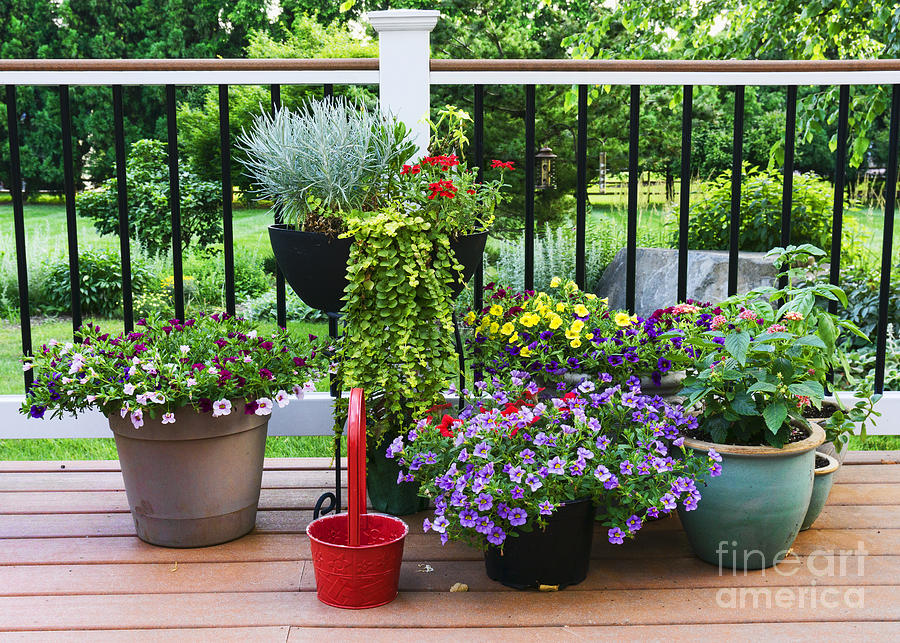 Pots of flowers on a suburban deck Photograph by William Kuta