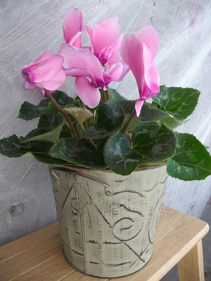 Potted Cyclamen II Photograph by Margie Avellino