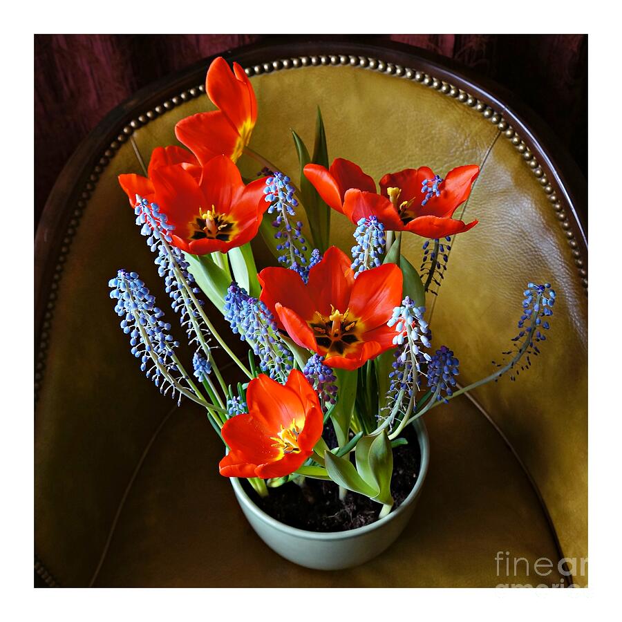 Potted Flowers on a Leather Chair Photograph by Patricia Strand - Fine ...