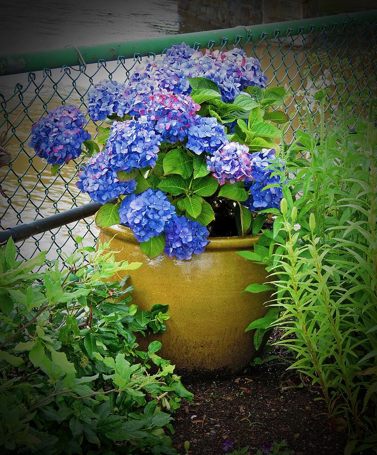 Potted Hydrangea Photograph by MTBobbins Photography