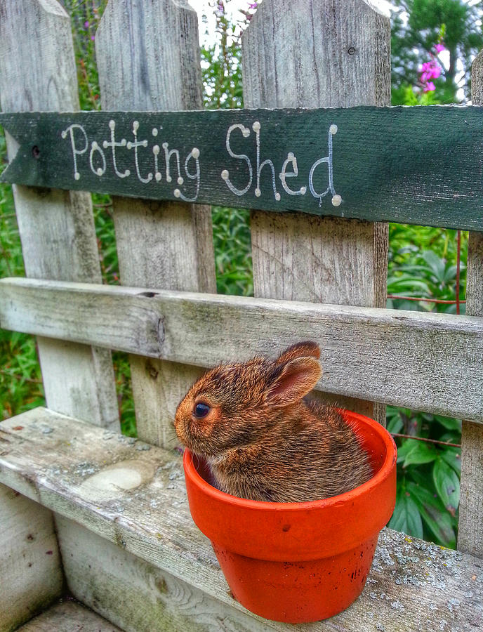 Potted Peter Rabbit Photograph by Brook Burling