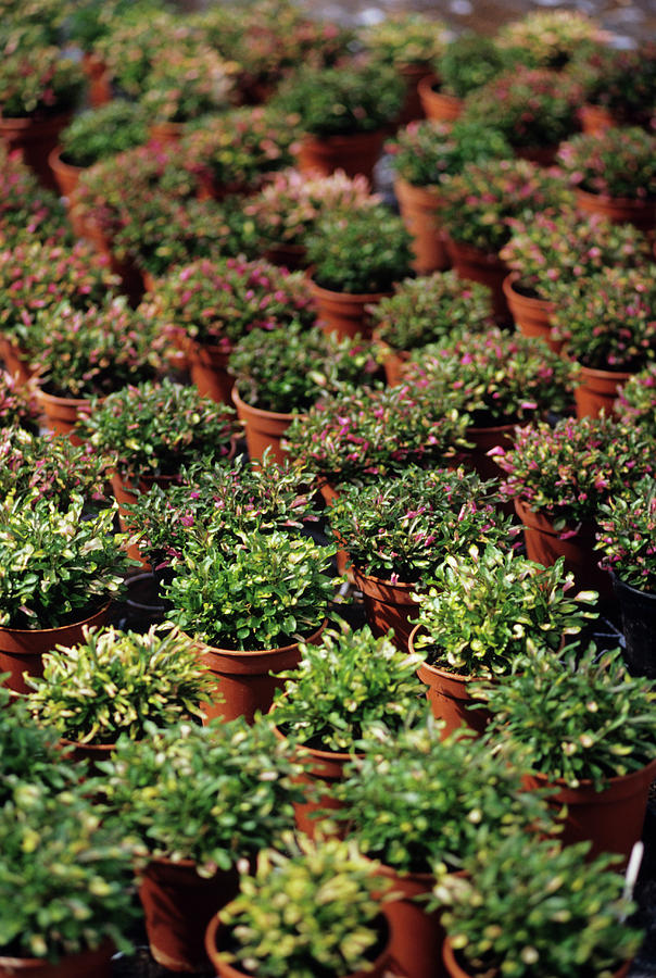 Potted Plant Cultivation Photograph by Duncan Smith/science Photo Library