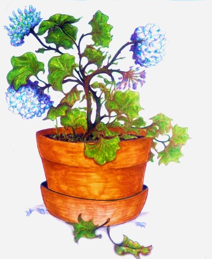 Flower Drawing - Potted Plant by Rae Chichilnitsky