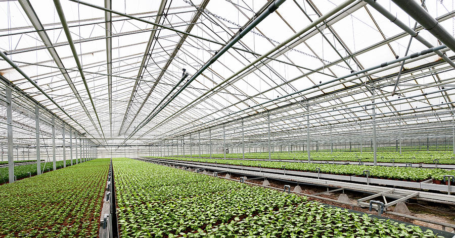 Potted Plants In Greenhouse Photograph by Pidjoe