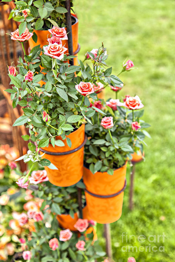 Potted roses Photograph by Sophie McAulay