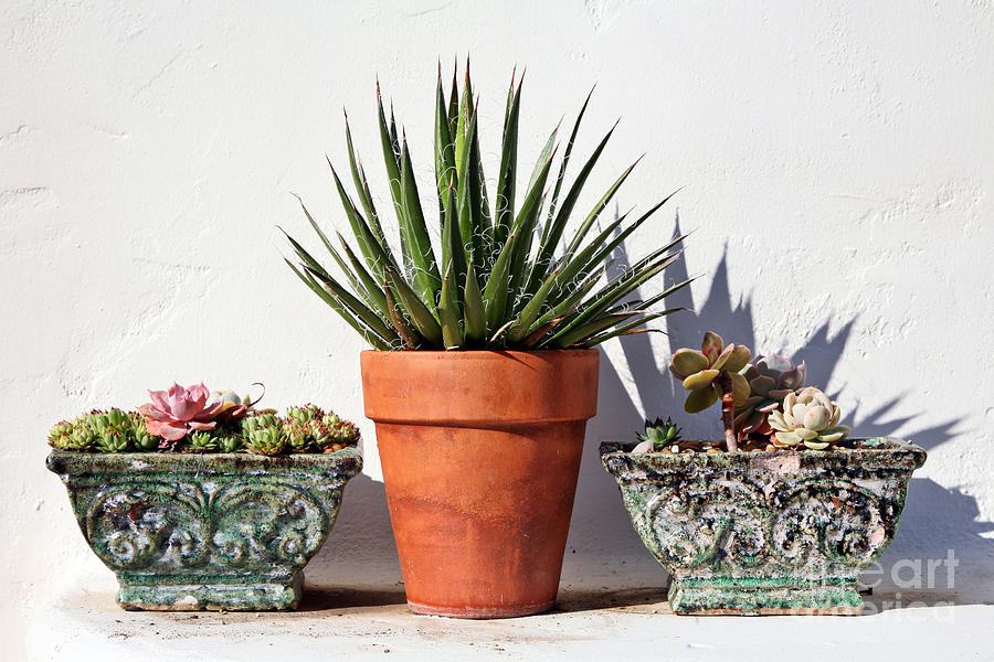 Potted Succulents Photograph by Kate McKenna